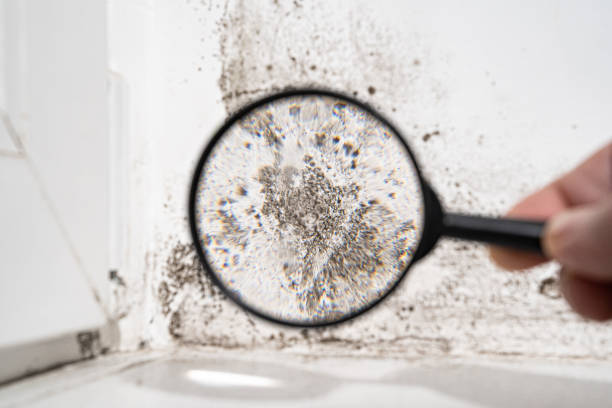 Mold Remediation for Rental Properties